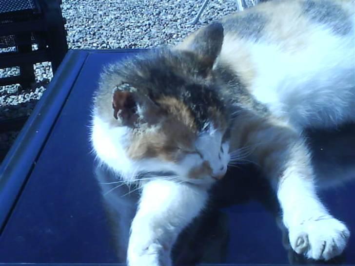 Blanding af racer Mutte (Aflivet) billede 10