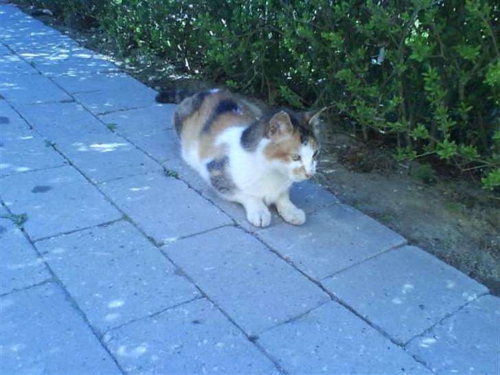 Blanding af racer Mutte (Aflivet) billede 11