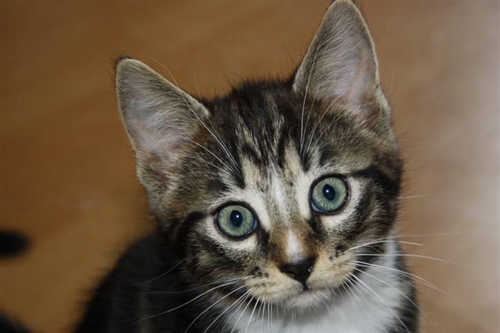 Blanding af racer Balou (Bjørn) - Solgt -  billede 1