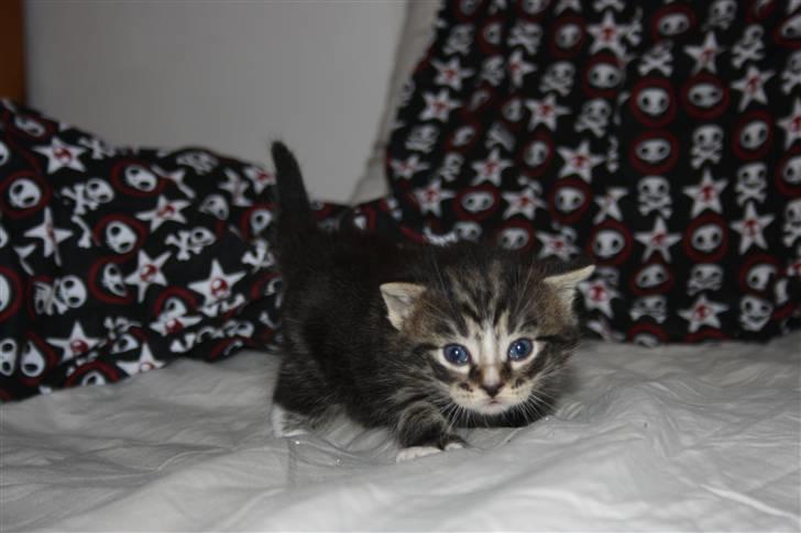 Blanding af racer Balou (Bjørn) - Solgt -  billede 2