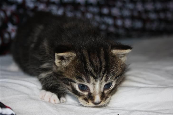 Blanding af racer Balou (Bjørn) - Solgt -  billede 3