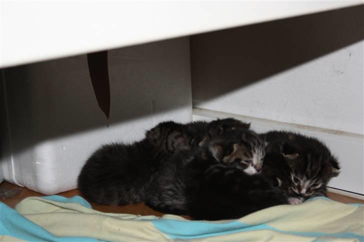 Blanding af racer Balou (Bjørn) - Solgt -  billede 4