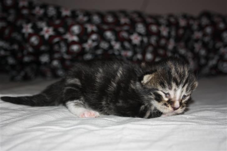 Blanding af racer Balou (Bjørn) - Solgt -  billede 5