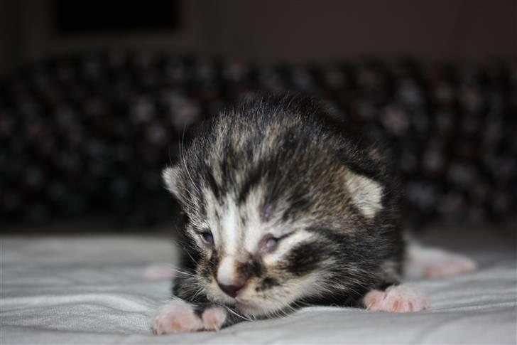 Blanding af racer Balou (Bjørn) - Solgt -  billede 6