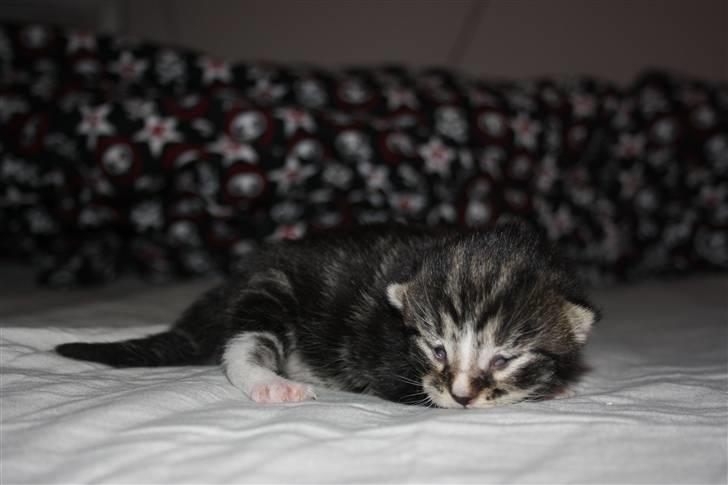 Blanding af racer Balou (Bjørn) - Solgt -  billede 7