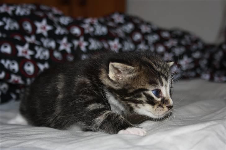 Blanding af racer Balou (Bjørn) - Solgt -  billede 8