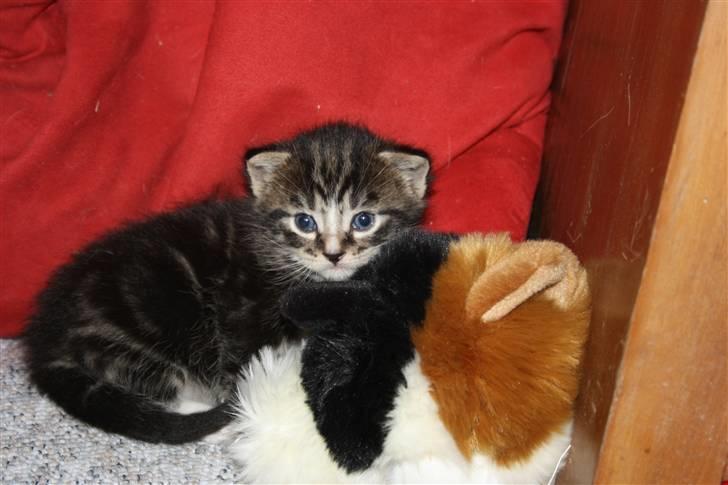 Blanding af racer Balou (Bjørn) - Solgt -  billede 9