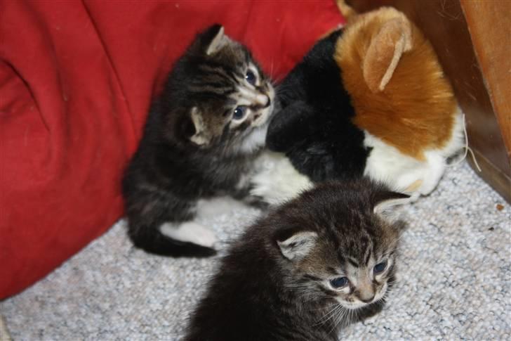 Blanding af racer Balou (Bjørn) - Solgt -  billede 10