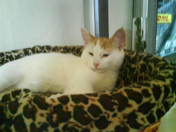 Blanding af racer Charlie billede 10