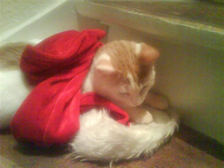 Blanding af racer Charlie billede 11