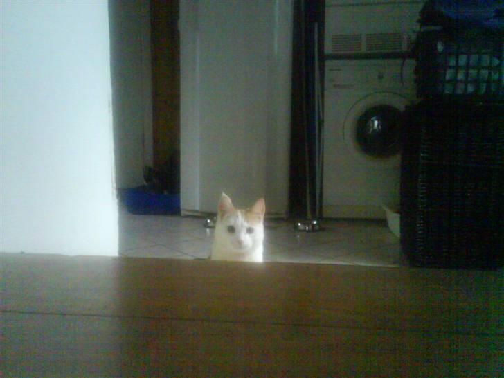 Blanding af racer Charlie billede 12