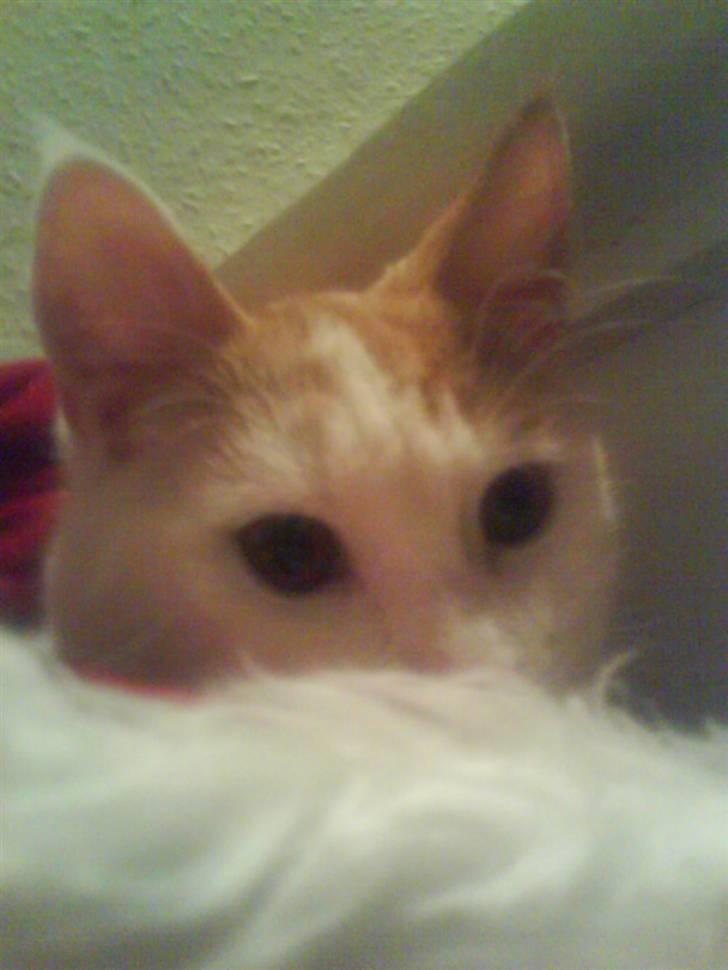 Blanding af racer Charlie billede 13