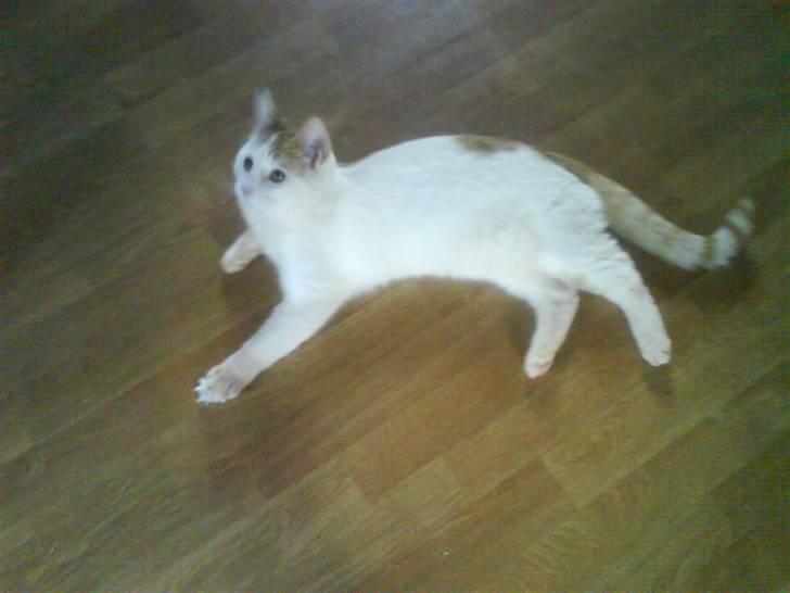 Blanding af racer Charlie billede 14