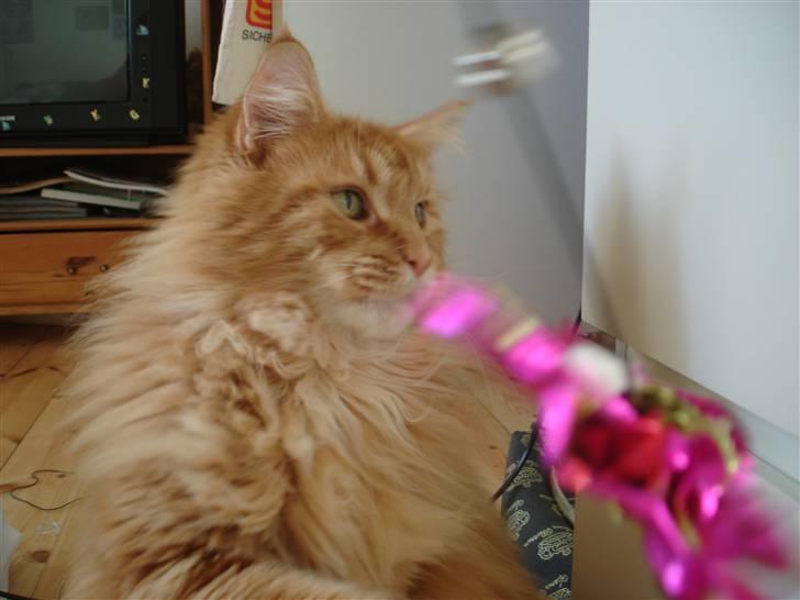 Maine Coon Anton billede 7