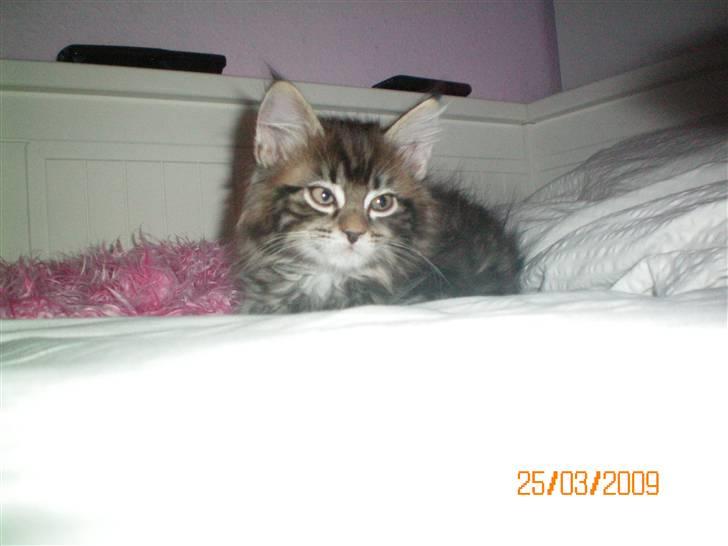 Blanding af racer Baltazar billede 6