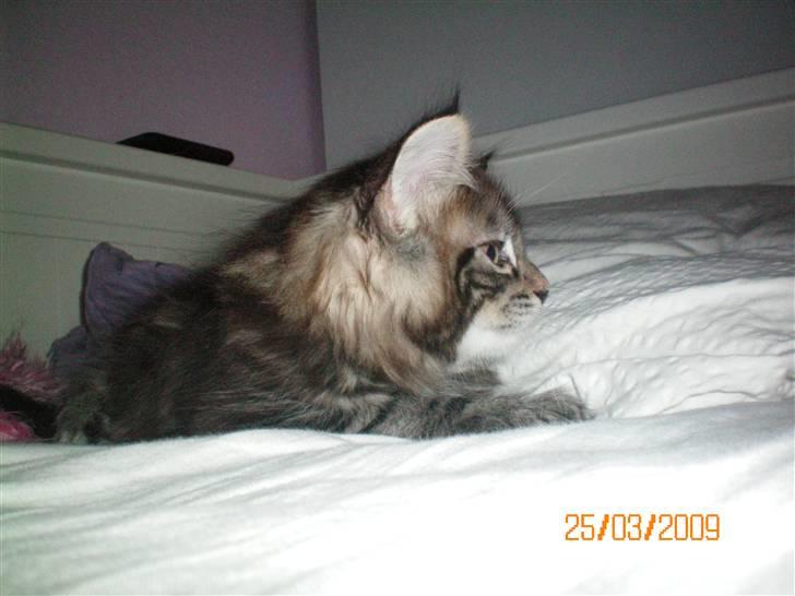 Blanding af racer Baltazar billede 7