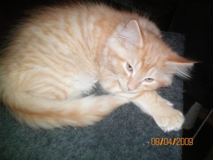 Blanding af racer Ferrari  billede 9