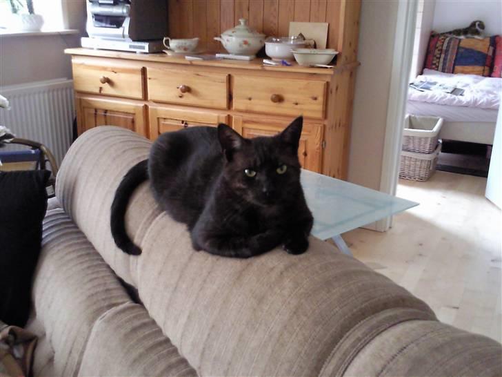 Huskat Misha - FORSVUNDET :( - dette er Misha´s fotogene side billede 1