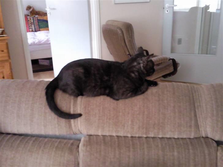 Huskat Misha - FORSVUNDET :( - dette er igen den fotogene Misha billede 2