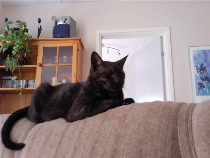 Huskat Misha - FORSVUNDET :( - endnu engang den fotogene Misha billede 3