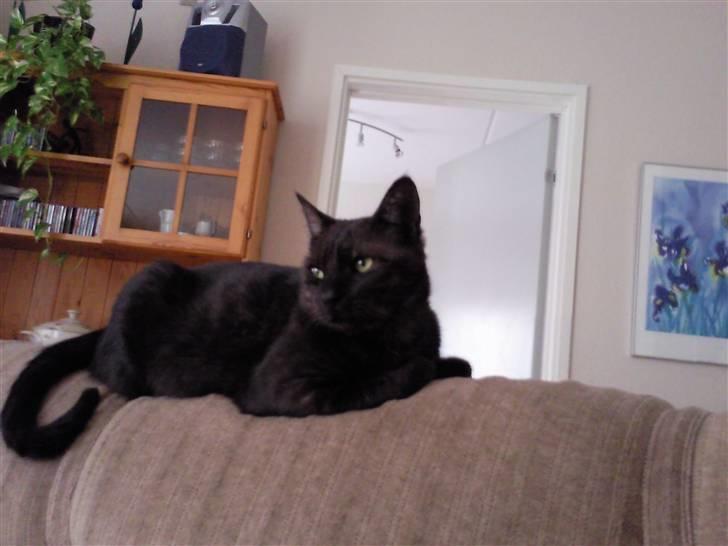 Huskat Misha - FORSVUNDET :( - ja så er Misha der igen:) billede 4