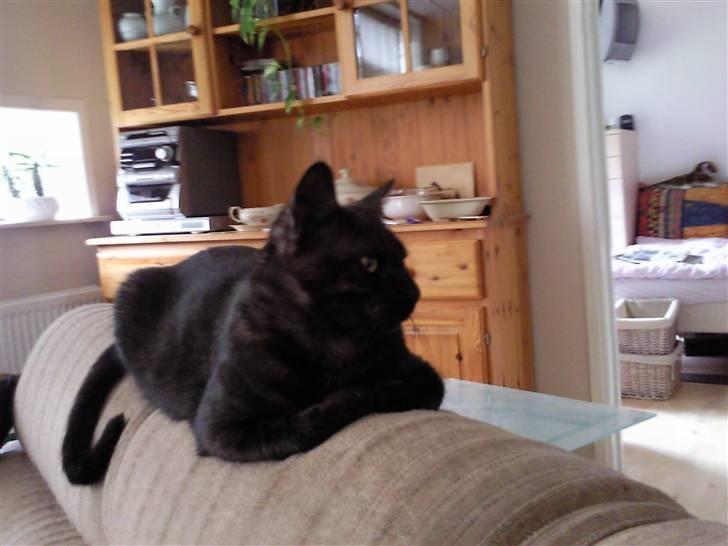 Huskat Misha - FORSVUNDET :( - Misha fra hans snobbede side. billede 5