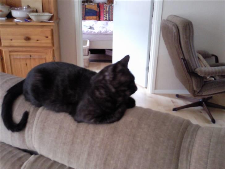 Huskat Misha - FORSVUNDET :( - ja der ligger Misha så på ryglænet:) billede 6