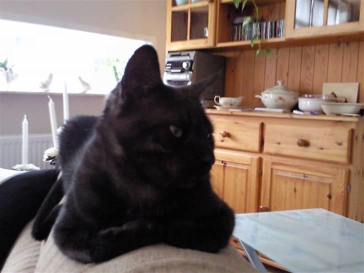 Huskat Misha - FORSVUNDET :( - og igen den altid smukke kat Misha billede 7