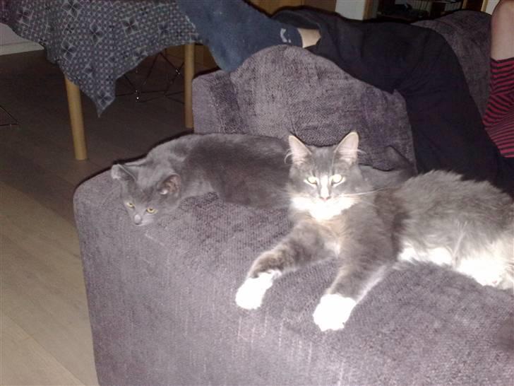 Maine Coon Timo - Timo passer lige på naboens kat billede 4