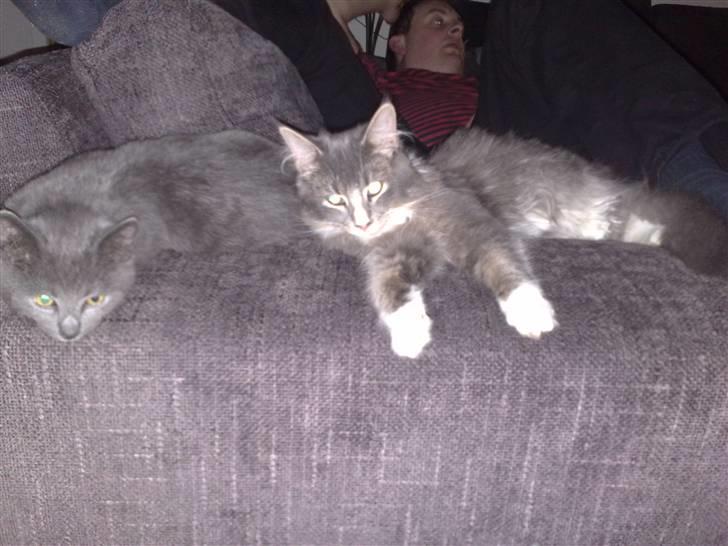 Maine Coon Timo billede 5