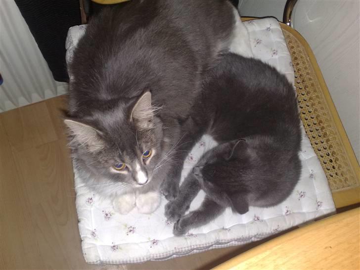 Maine Coon Timo - Timo tager en lur med nabens kat billede 6