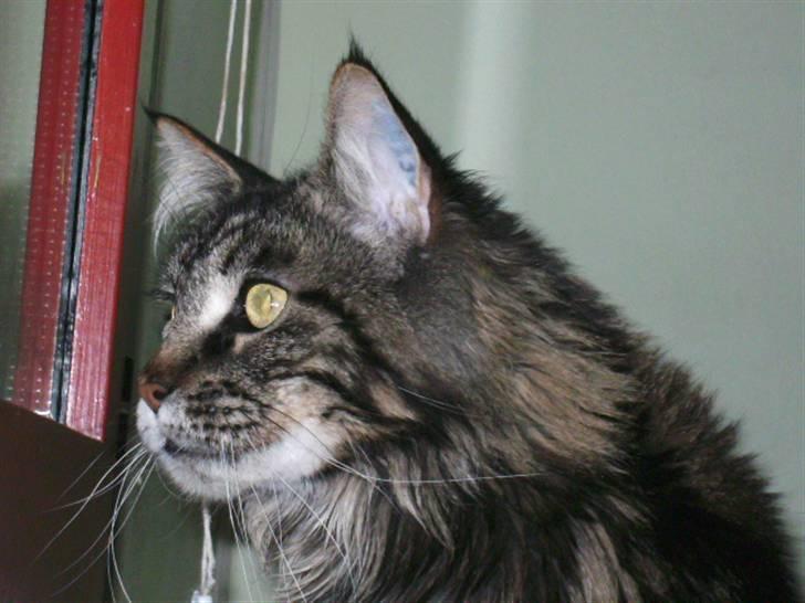 Maine Coon Tuxedo - Meget spændene billede 7