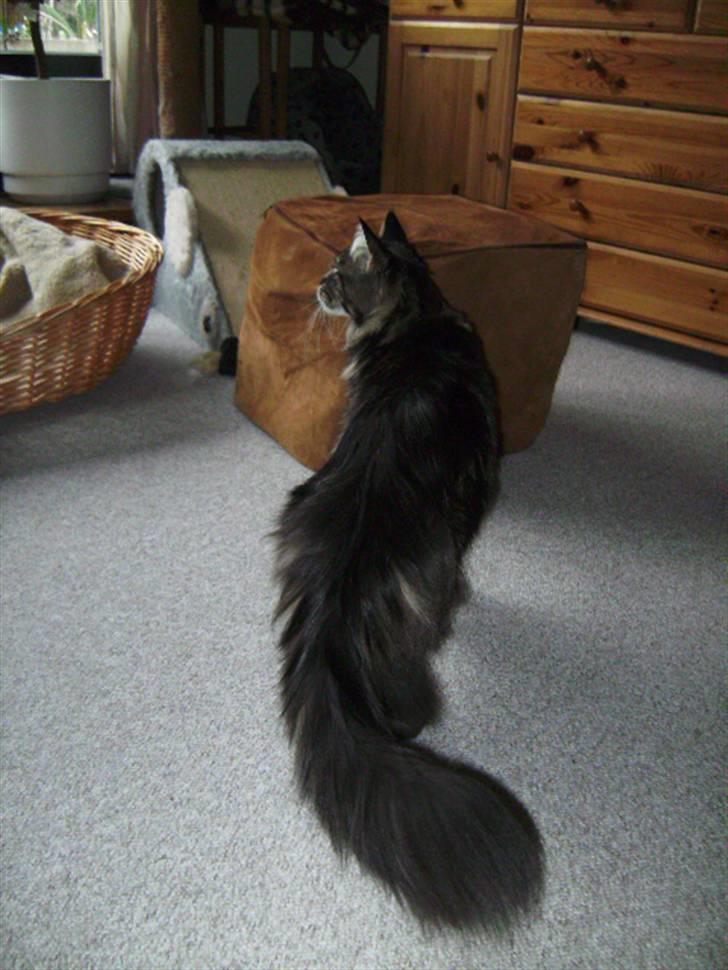 Maine Coon Tuxedo - Smukke dreng billede 8