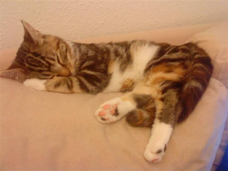 Huskat Mitte billede 15