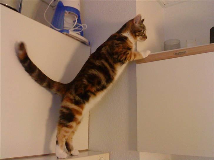 Huskat Mitte billede 16