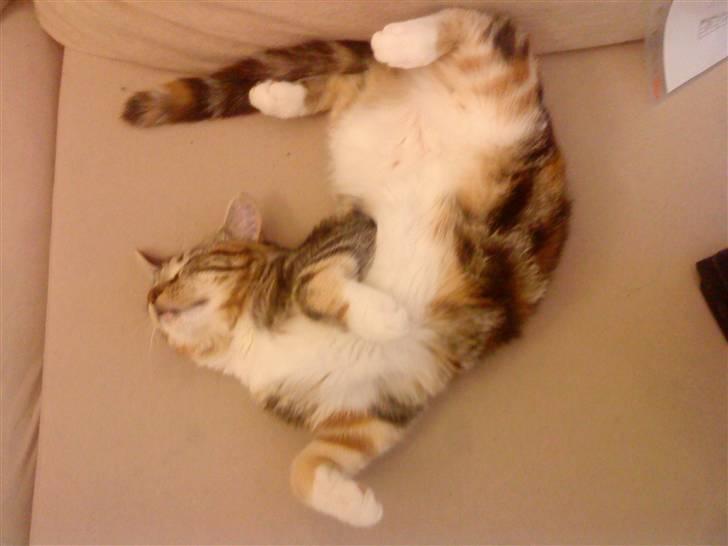 Huskat Mitte billede 17