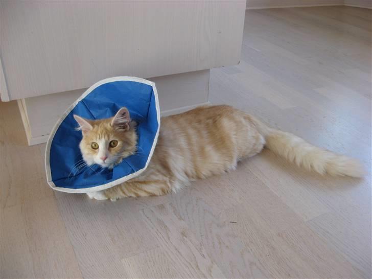 Blanding af racer Mille - Desværre har Mille fået en reaktion på tråden fra sterilisationen, så nu står den på antibiotika og krave i 10 dage :-( billede 12