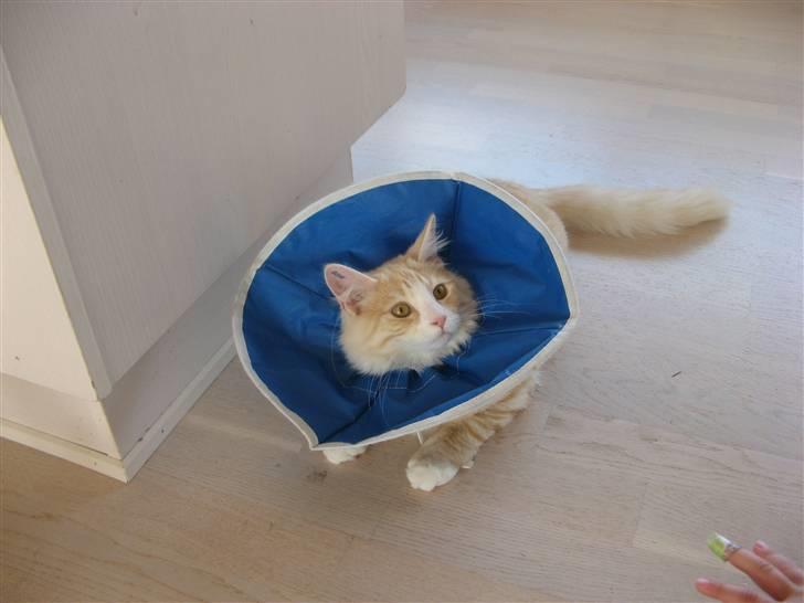 Blanding af racer Mille billede 13