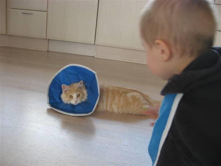 Blanding af racer Mille billede 14