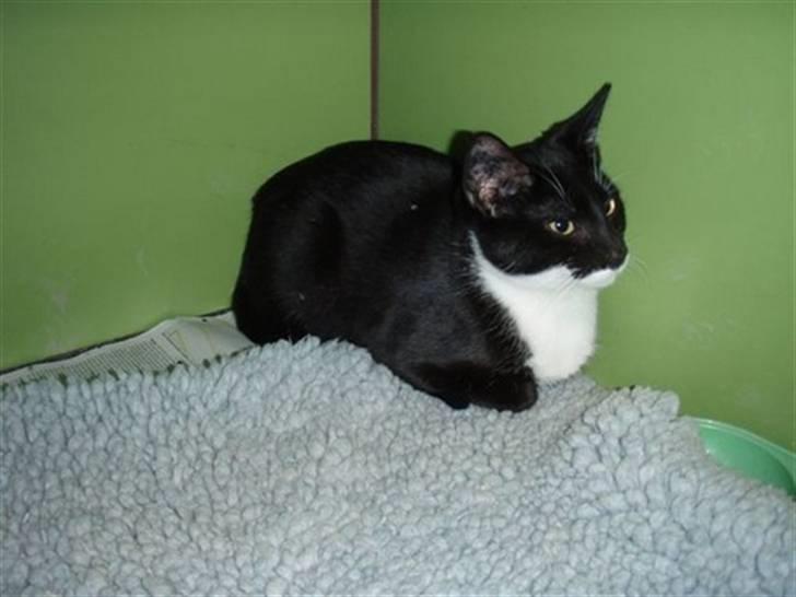 Huskat Lukas - Lille Lukas :-* billede 1