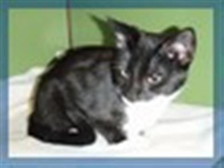 Huskat Lukas - Lukas - som killing<3 billede 2