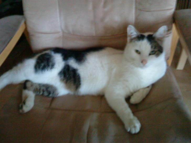 Huskat Felix billede 1