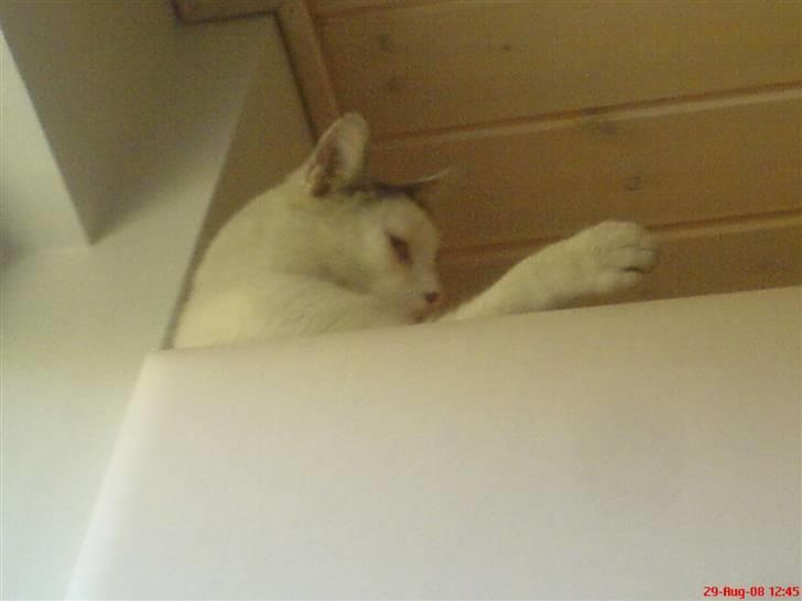 Huskat Felix billede 2