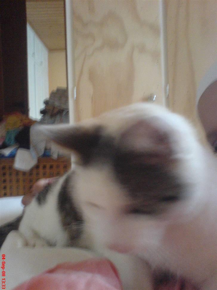 Huskat Felix billede 3