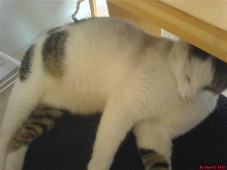 Huskat Felix billede 4