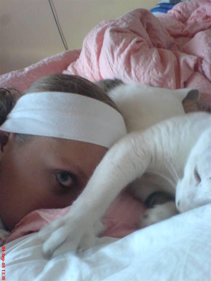 Huskat Felix billede 5