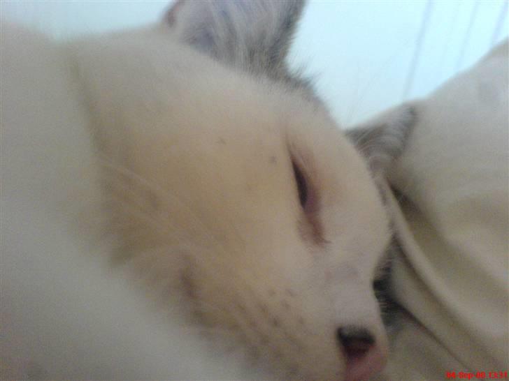 Huskat Felix billede 6