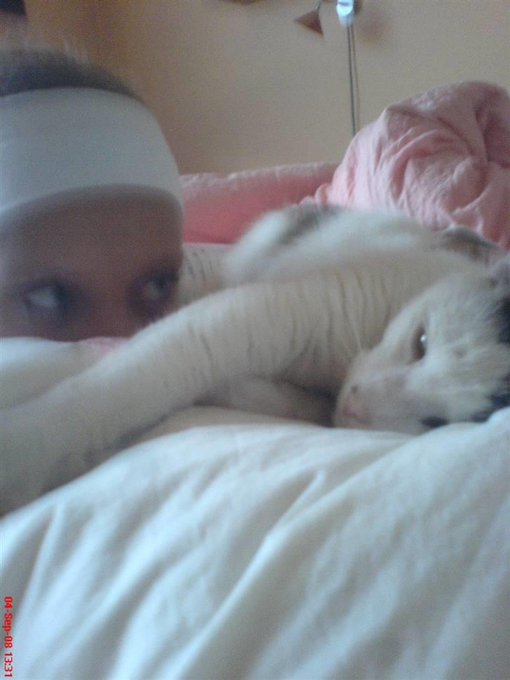 Huskat Felix billede 7