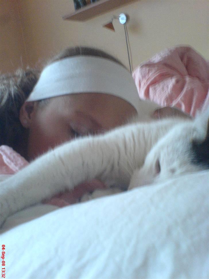 Huskat Felix billede 8