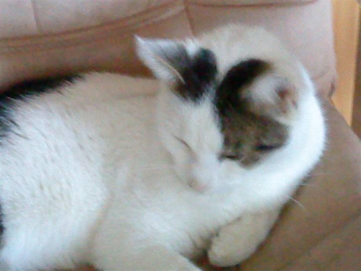 Huskat Felix billede 9